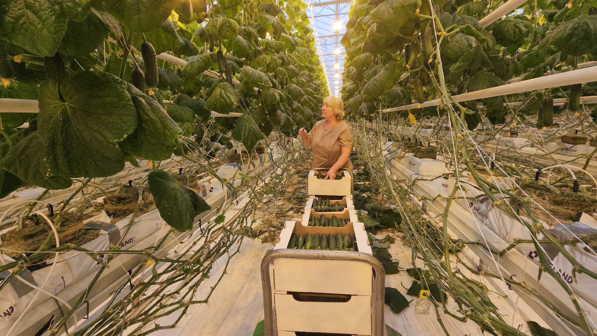 сельское хозяйство, тепличный комплекс, турово, серпухов, овощеводство, огурцы, урожай,