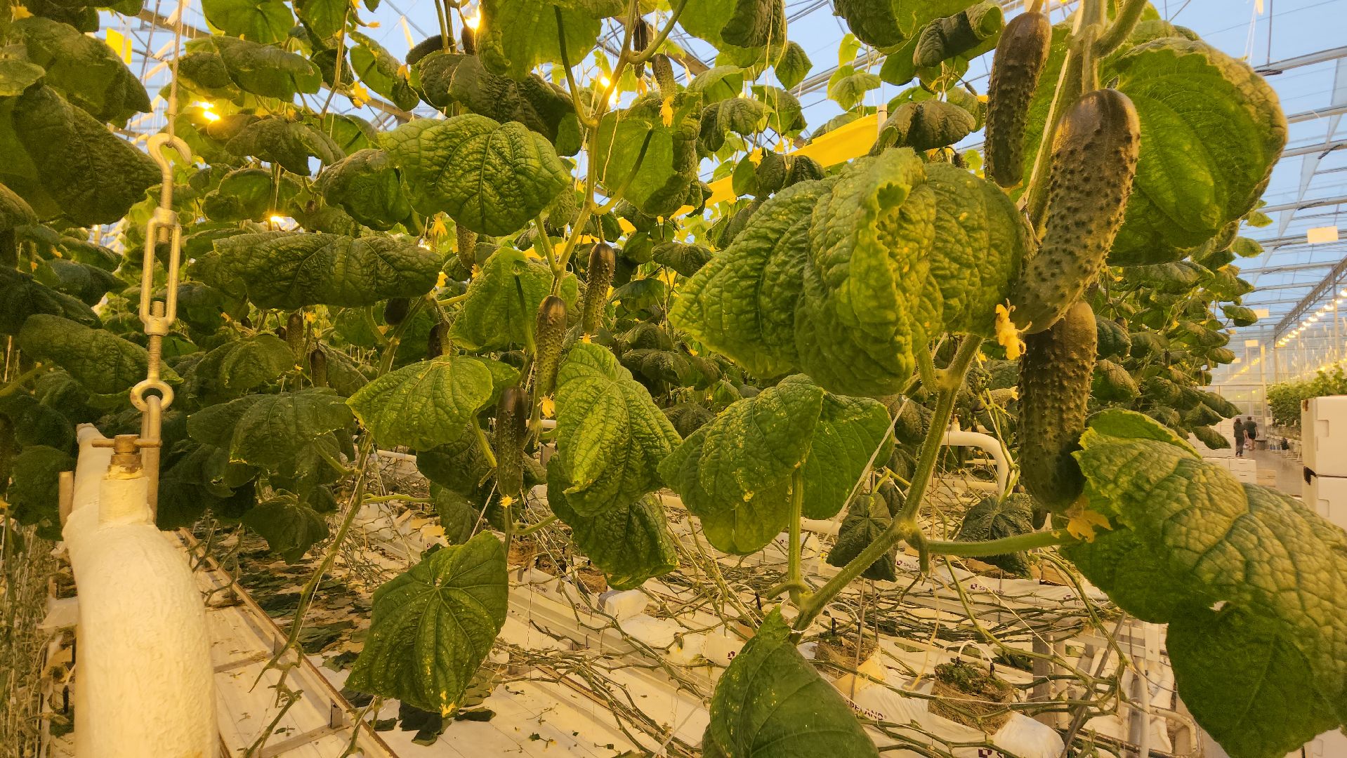 сельское хозяйство, тепличный комплекс, турово, серпухов, овощеводство, огурцы, урожай,
