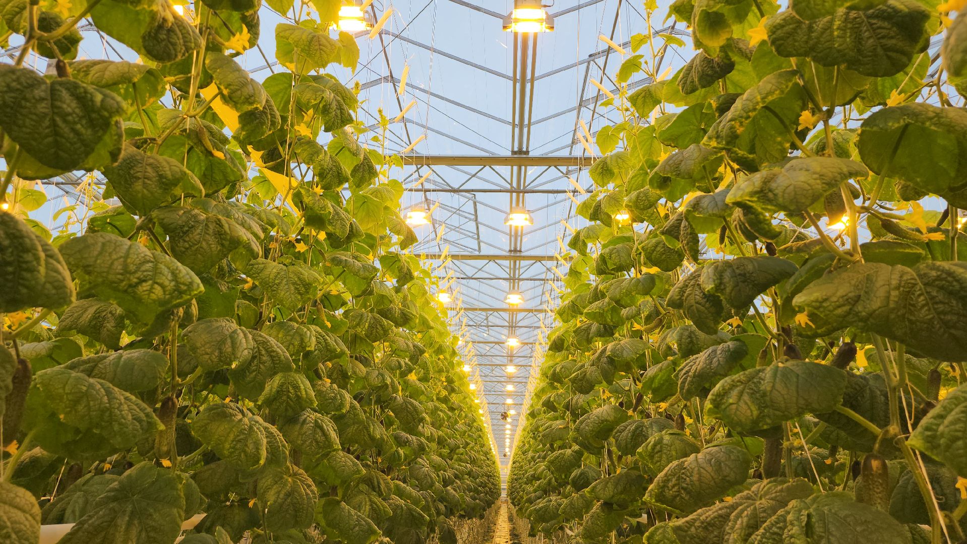 сельское хозяйство, тепличный комплекс, турово, серпухов, овощеводство, огурцы, урожай,