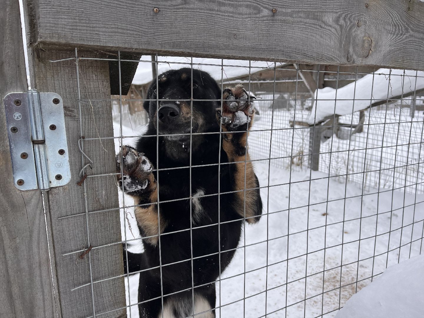 шаховская, приют, приют для животных, можайский приют,