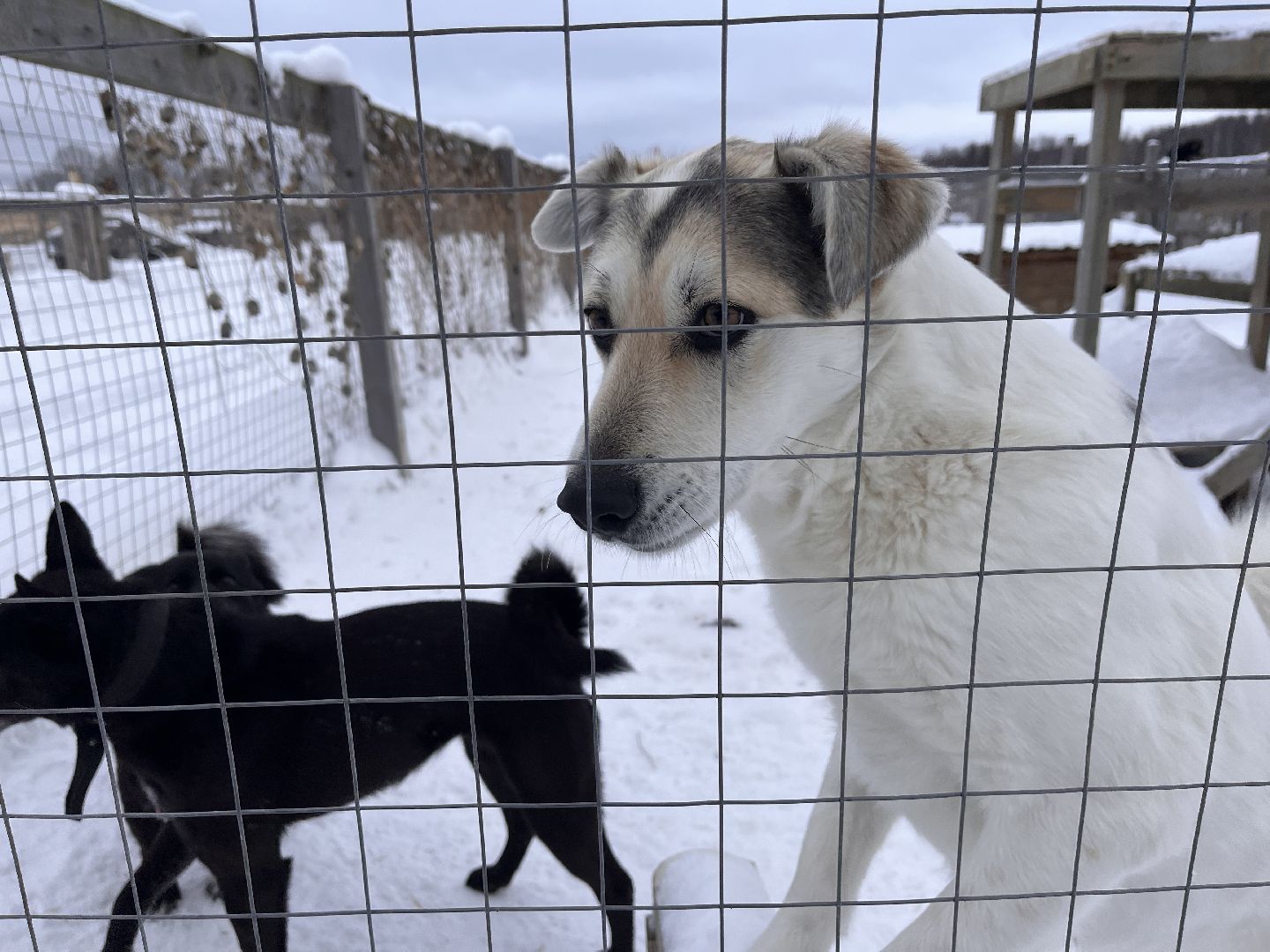 шаховская, приют, приют для животных, можайский приют,