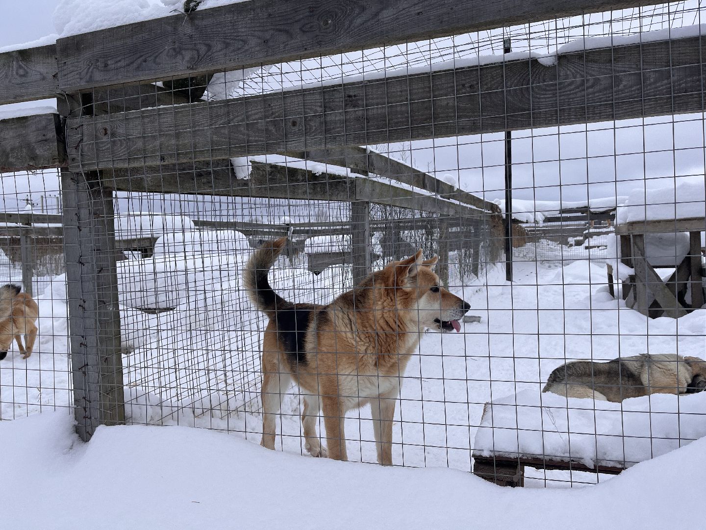 шаховская, приют, приют для животных, можайский приют,