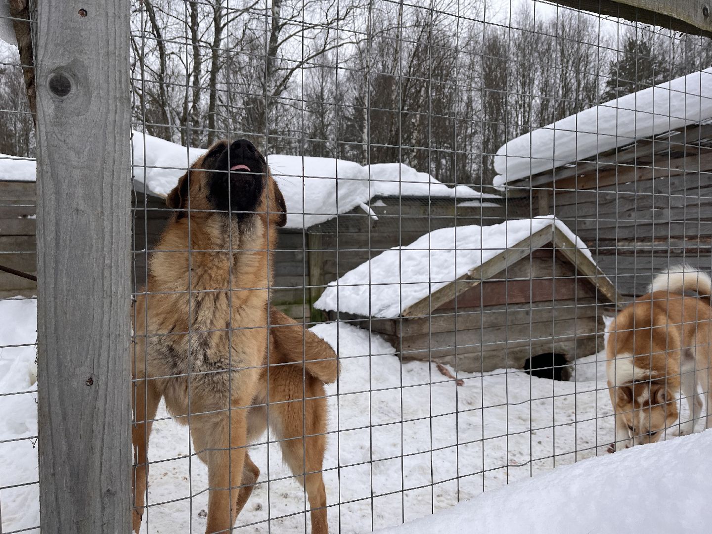 шаховская, приют, приют для животных, можайский приют,