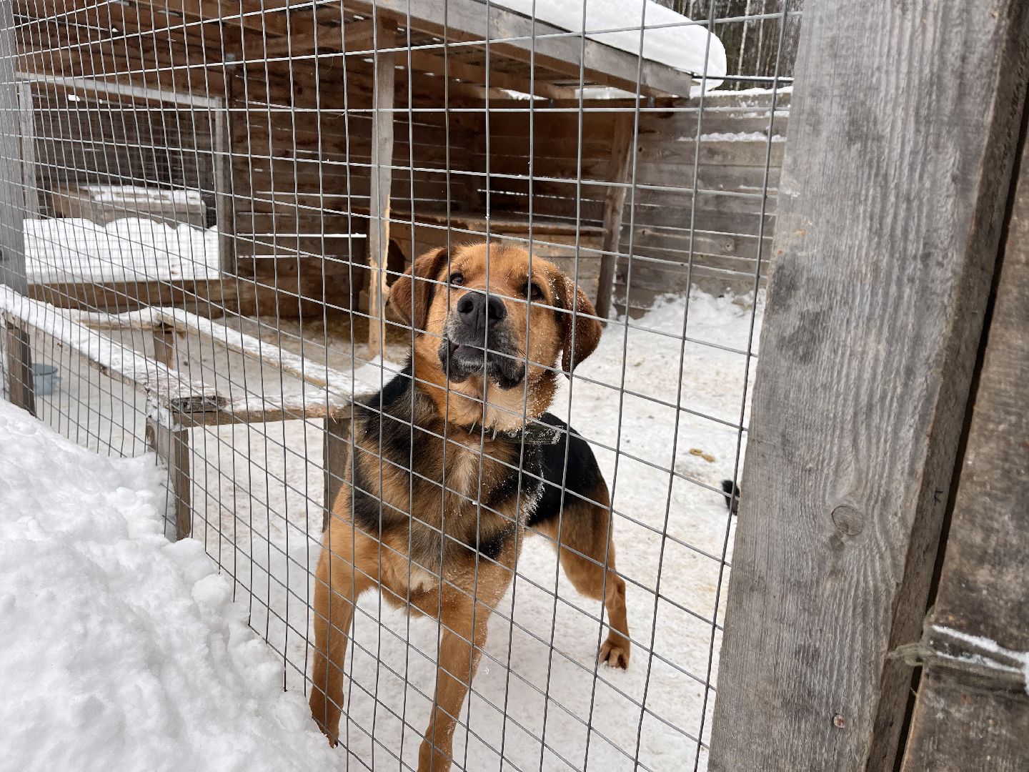 шаховская, приют, приют для животных, можайский приют,
