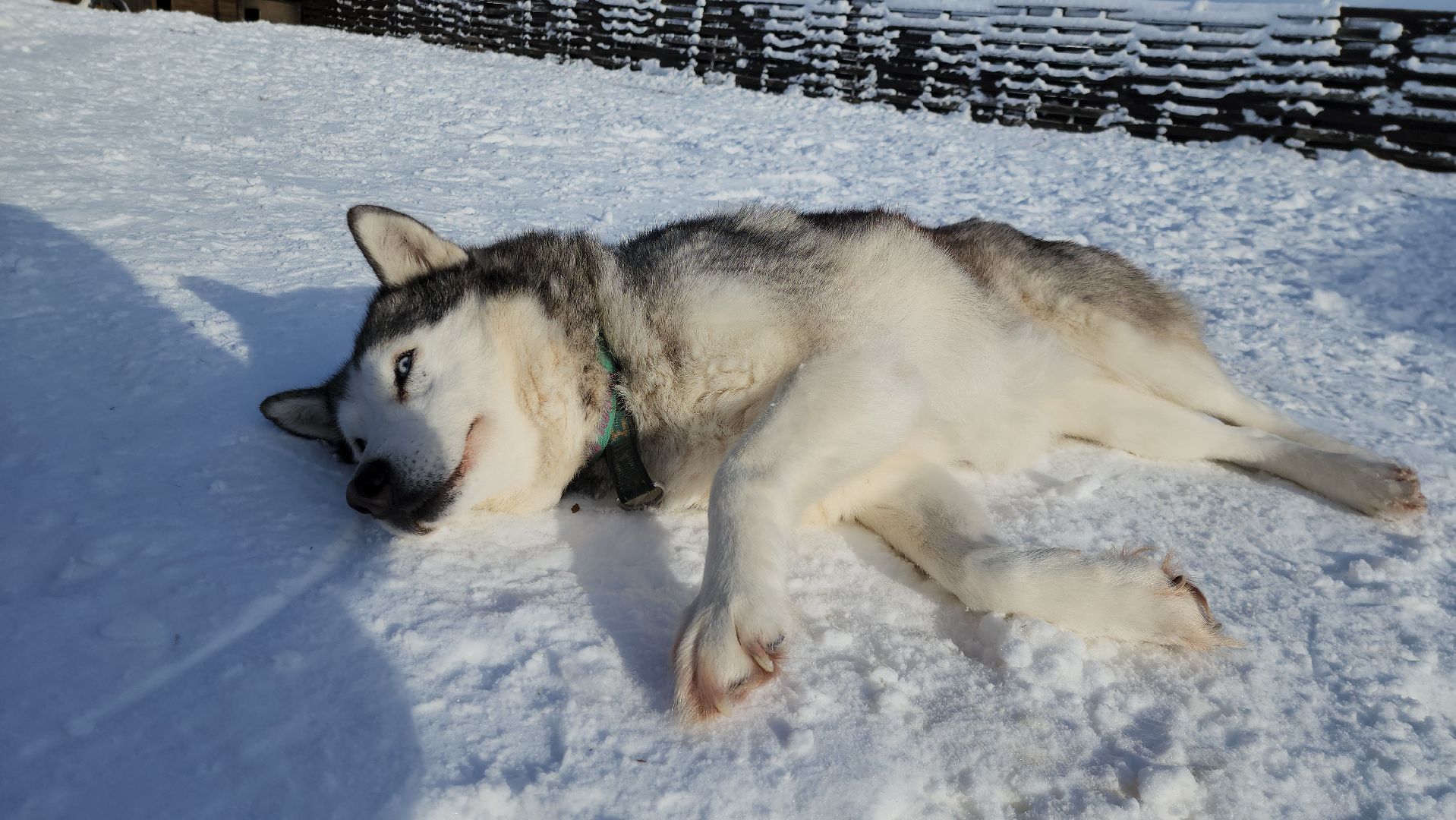 туризм, зима в подмосковье, туризм в подмосковье, руза, рузский городской округ, хаски, Рузская аляска,