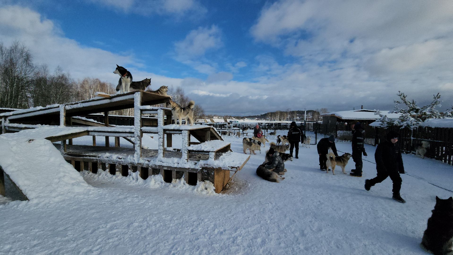 туризм, зима в подмосковье, туризм в подмосковье, руза, рузский городской округ, хаски, Рузская аляска,
