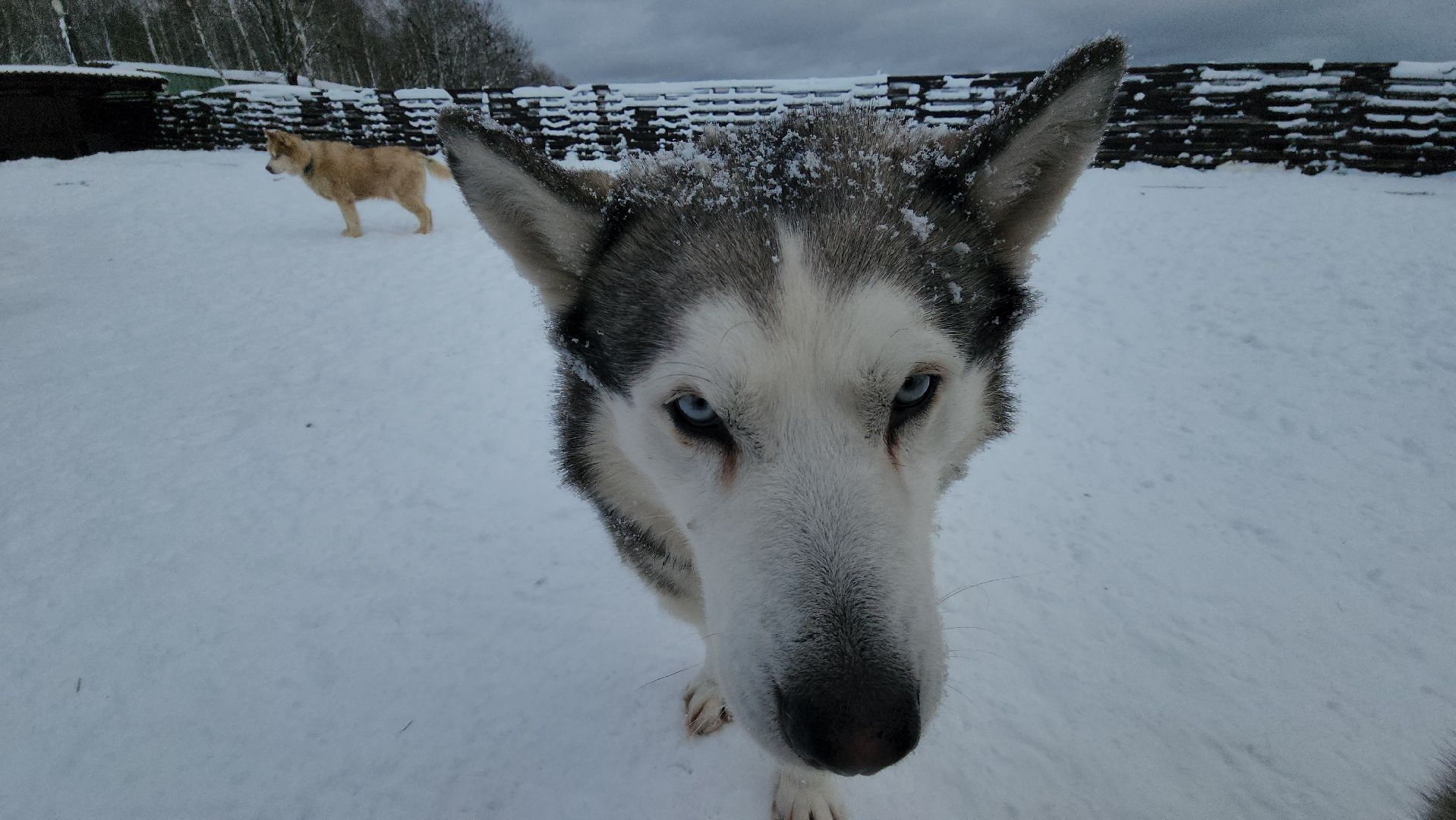 туризм, зима в подмосковье, туризм в подмосковье, руза, рузский городской округ, хаски, Рузская аляска,