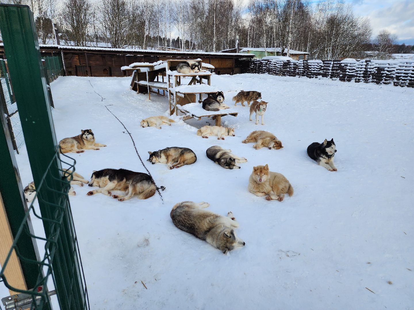 туризм, зима в подмосковье, туризм в подмосковье, руза, рузский городской округ, хаски, Рузская аляска,