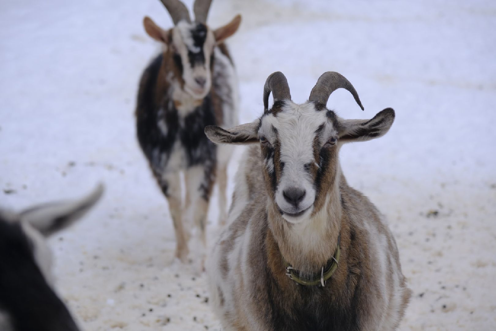 туризм, зима в подмосковье, пущино, серпухов,