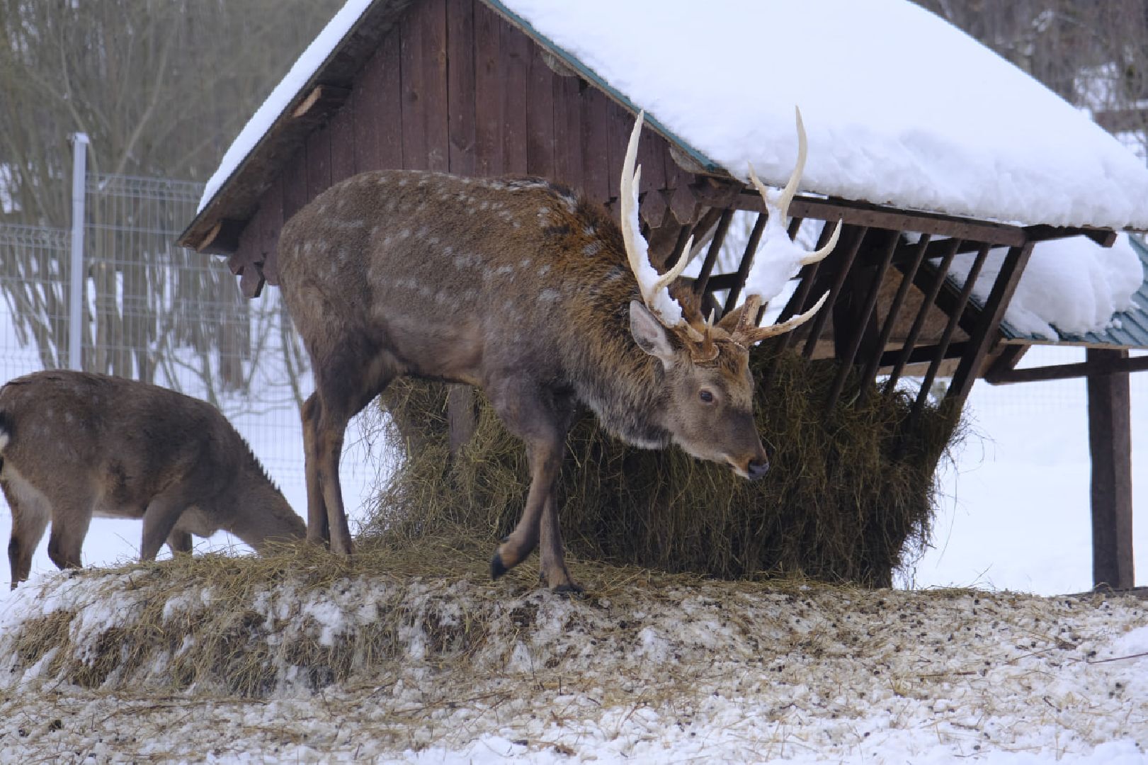 туризм, зима в подмосковье, пущино, серпухов,