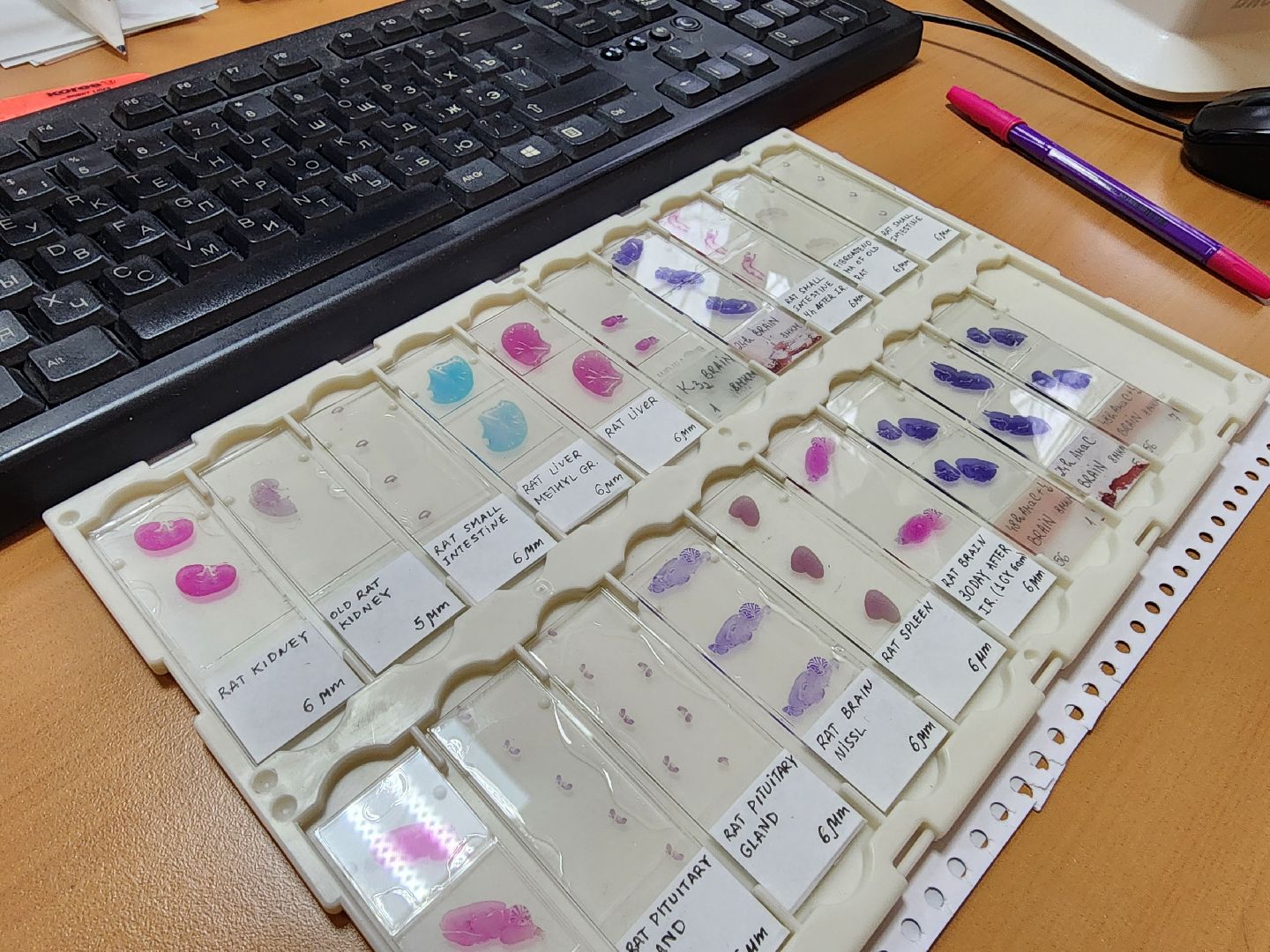 ОИЯИ, ЛРБ, Радиационная биология, День российской науки, Дубна,