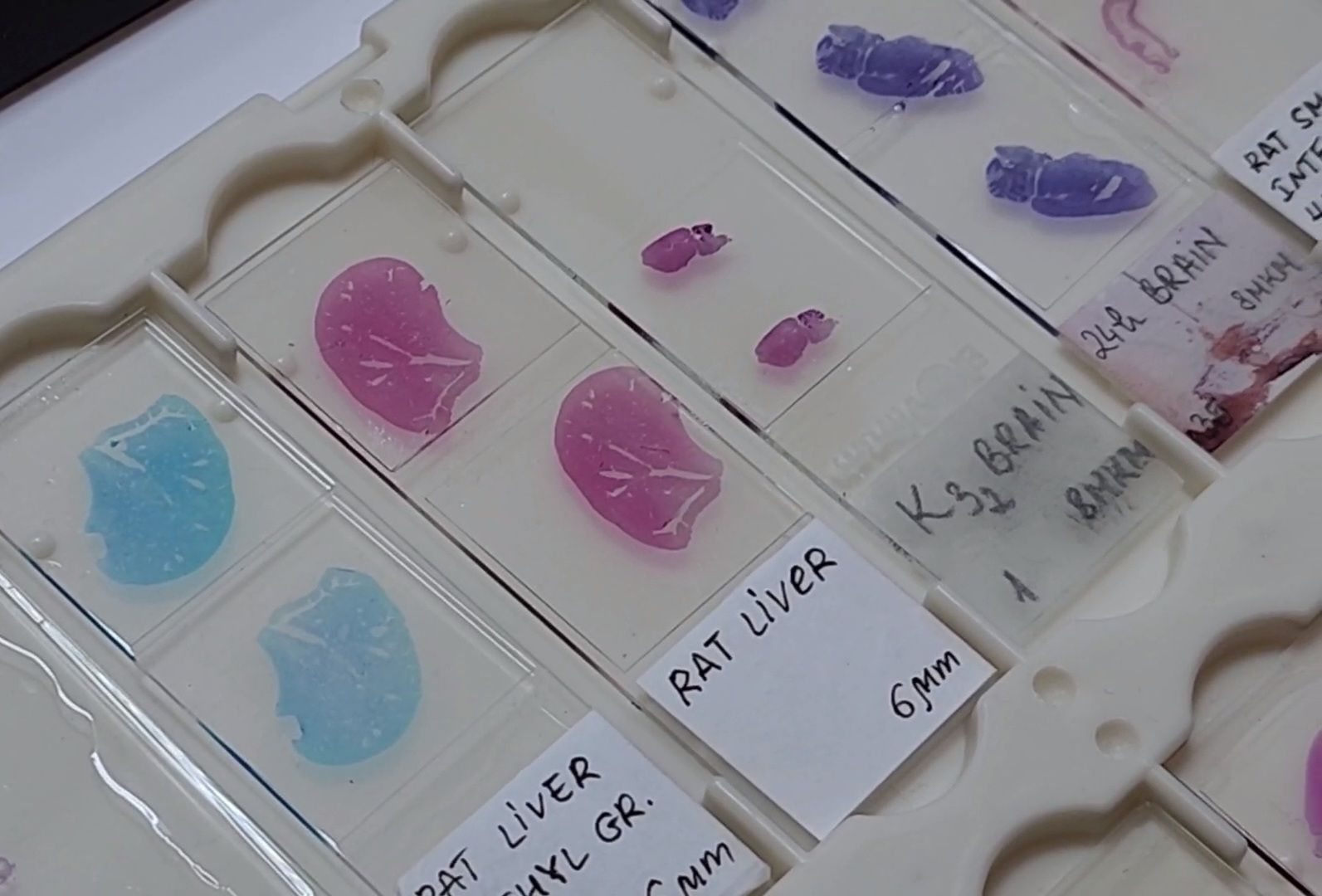 ОИЯИ, ЛРБ, Радиационная биология, День российской науки, Дубна,