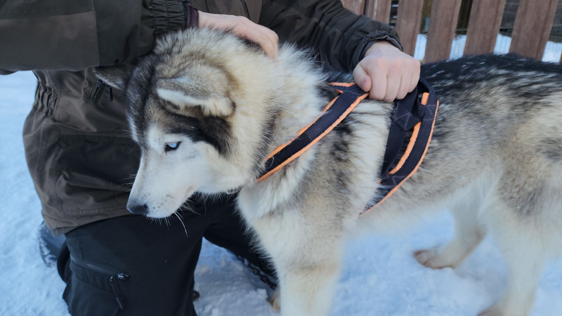 туризм в подмосковье, зима 2024, зима в подмосковье, руза, глэмпинг, рузский городской округ, московская область,
