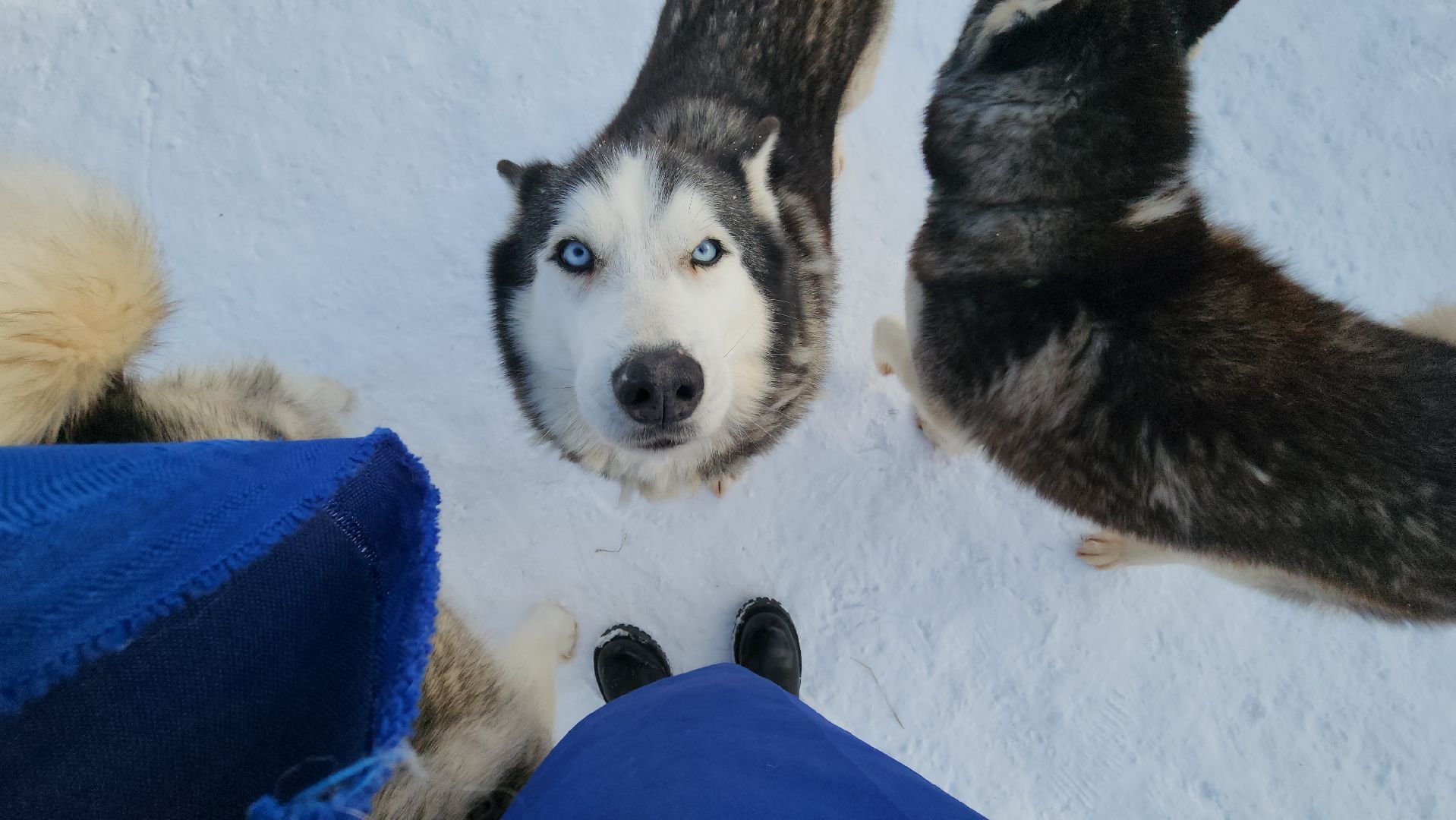 туризм в подмосковье, зима 2024, зима в подмосковье, руза, глэмпинг, рузский городской округ, московская область,