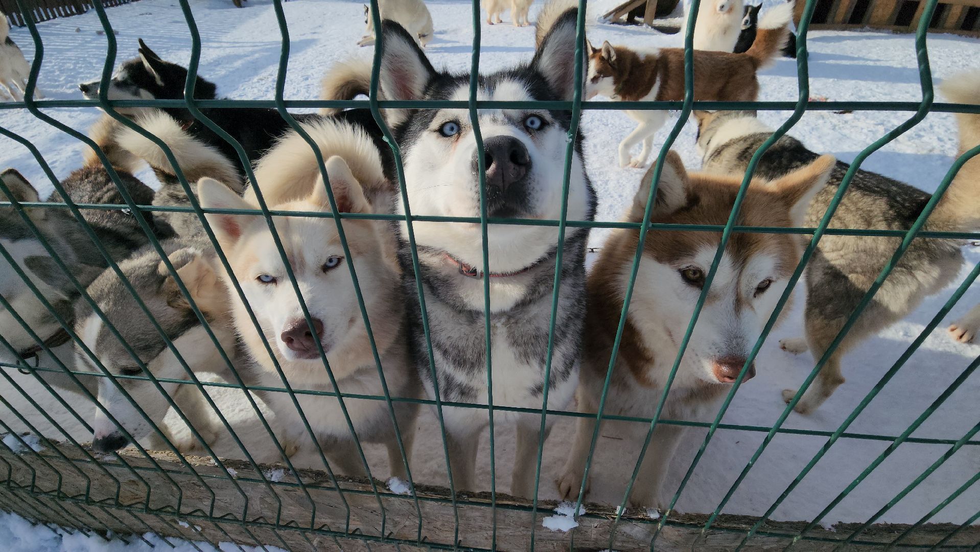 туризм в подмосковье, зима 2024, зима в подмосковье, руза, глэмпинг, рузский городской округ, московская область,