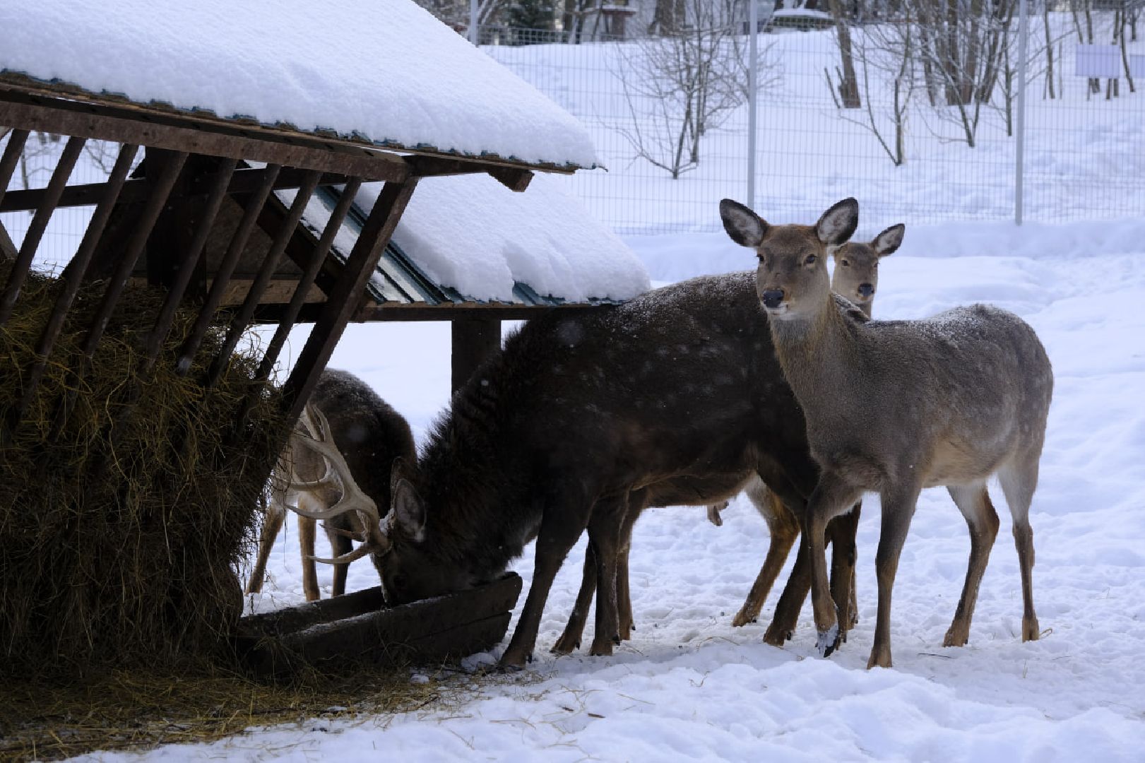пущино, серпухов, экология, животные, красная книга, беременность,