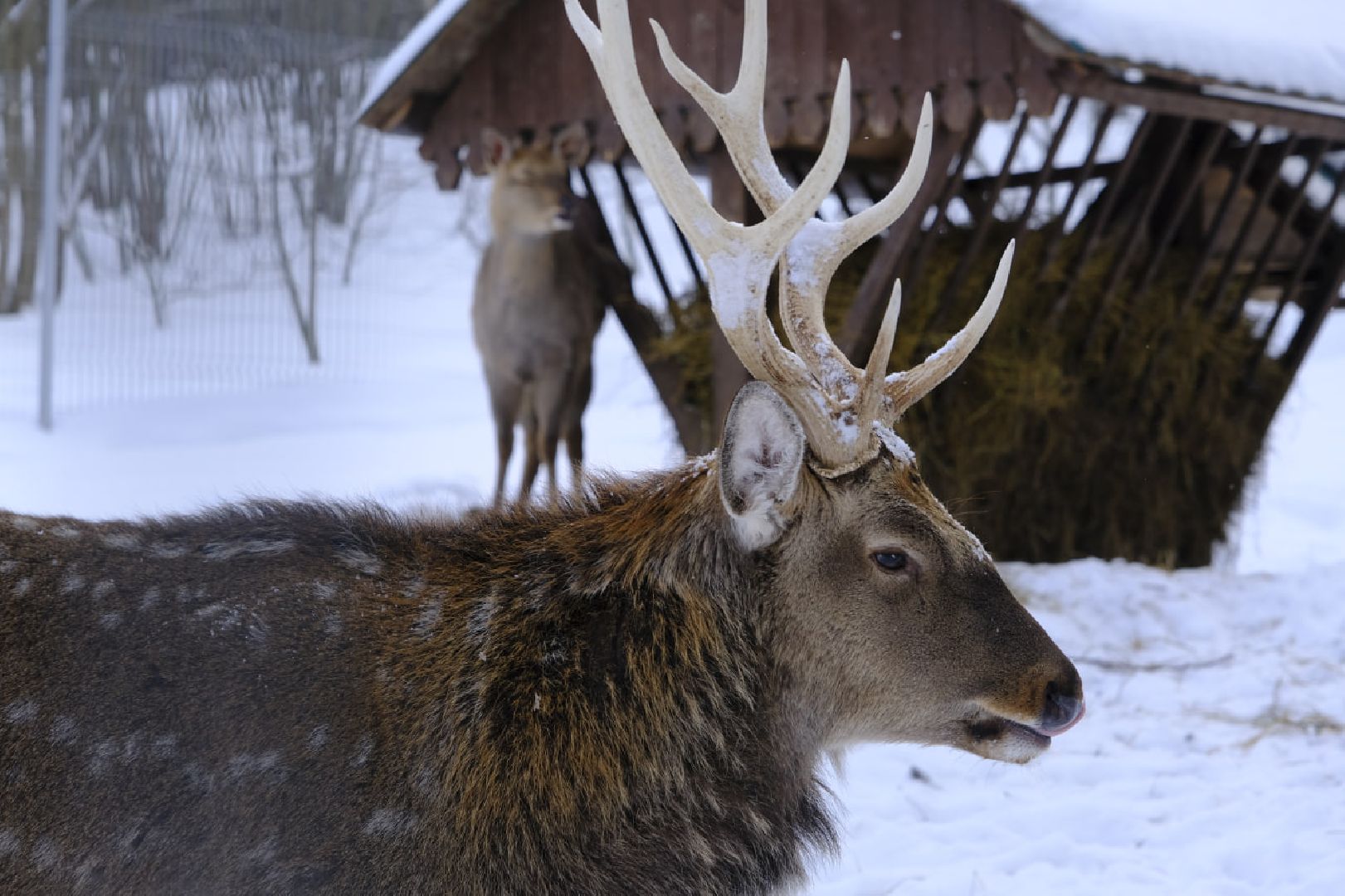 пущино, серпухов, экология, животные, красная книга, беременность,