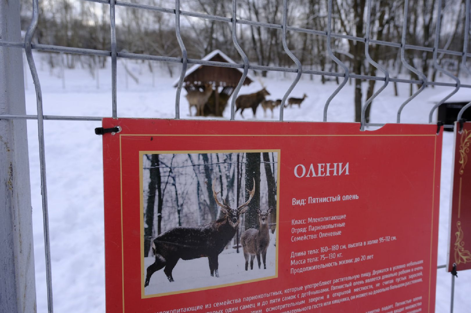 пущино, серпухов, экология, животные, красная книга, беременность,