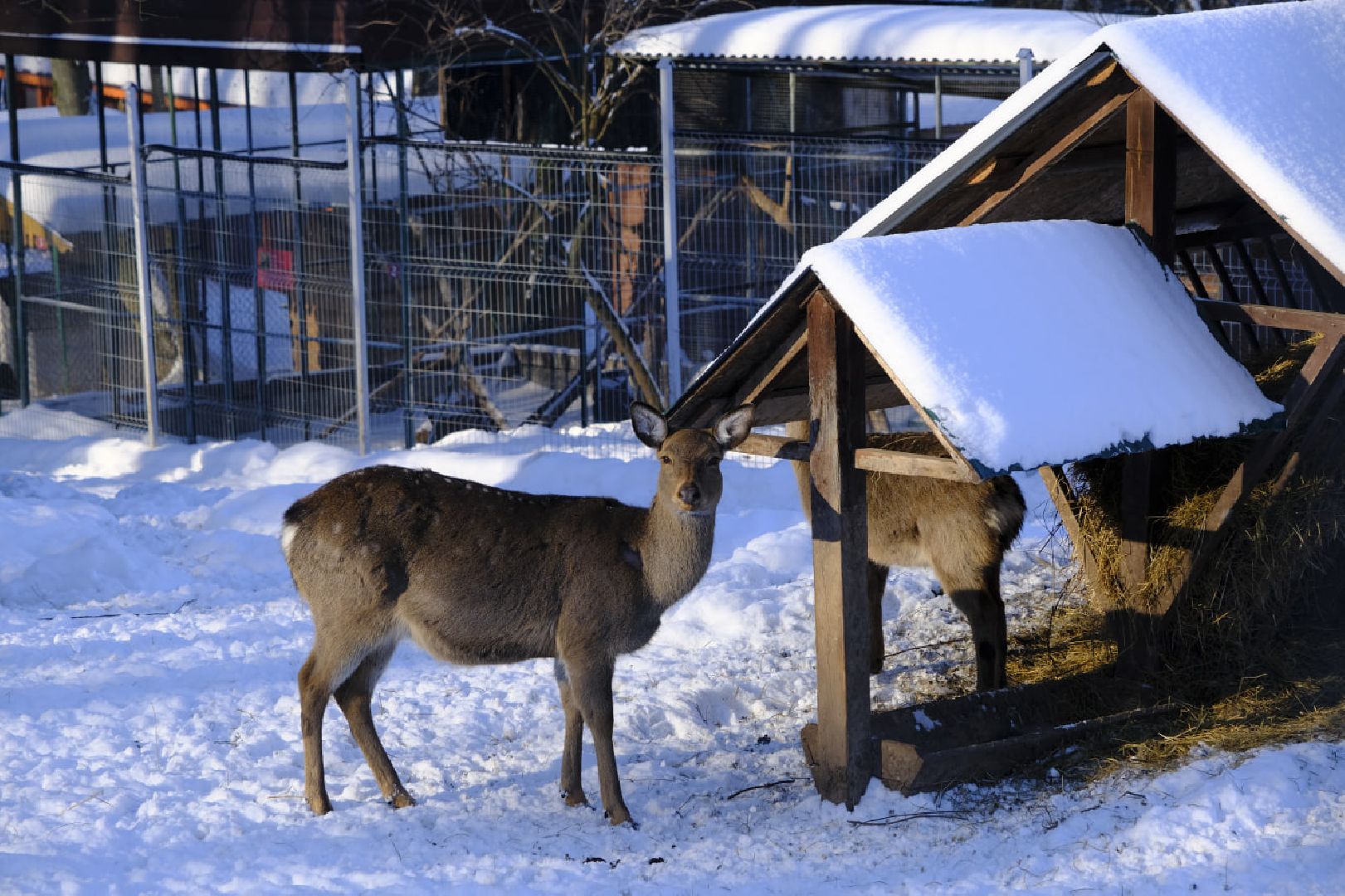 пущино, серпухов, экология, животные, красная книга, беременность,