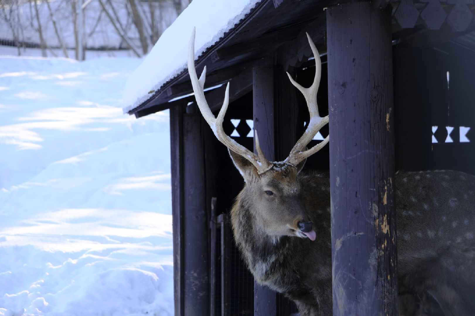 пущино, серпухов, экология, животные, красная книга, беременность,