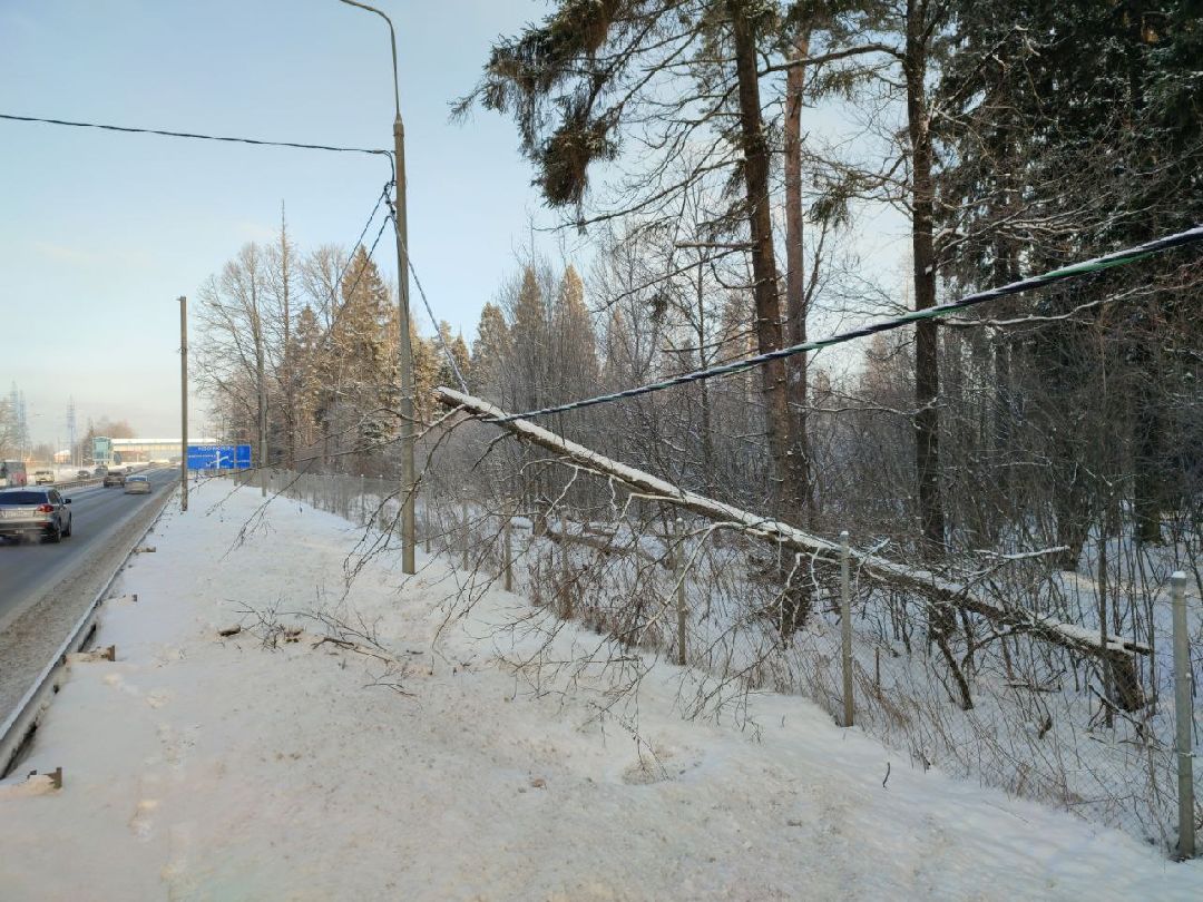 Звенигород, общество