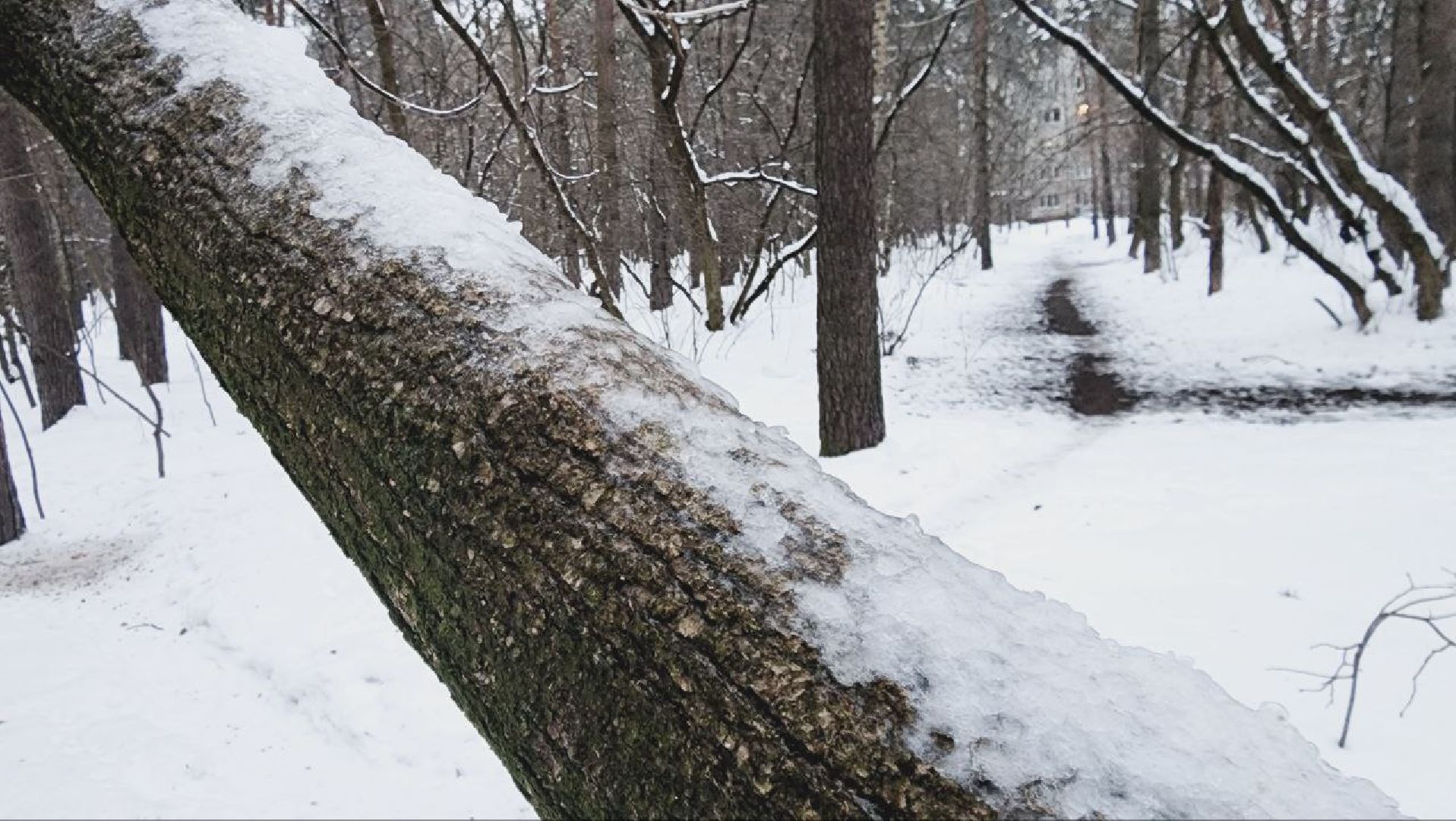 гололед, гололедица, ледяной дождь, мбу городское хозяйство, Никитин,