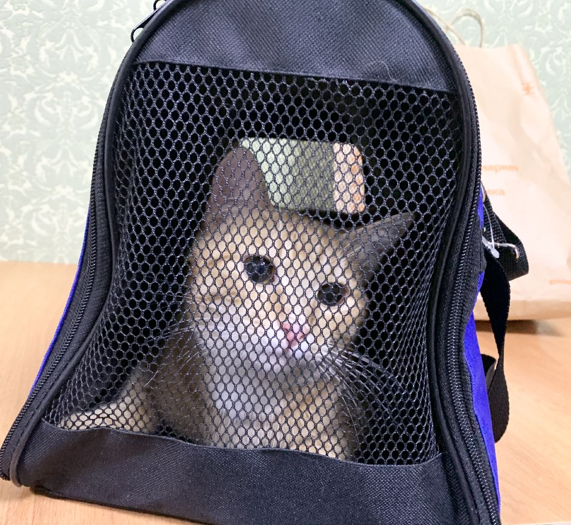 Балашиха, Подмосковье, Мособлпожспас, спасение котов,