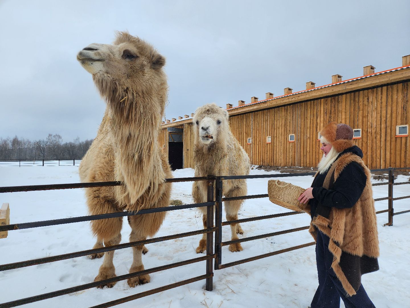 серпухов, подмосковье, хутор спасский, мининвест, овцы, верблюды, агротуризм,минсельхоз, бараны,