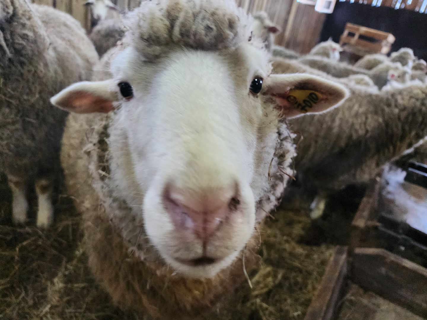 серпухов, подмосковье, хутор спасский, мининвест, овцы, верблюды, агротуризм,минсельхоз, бараны,