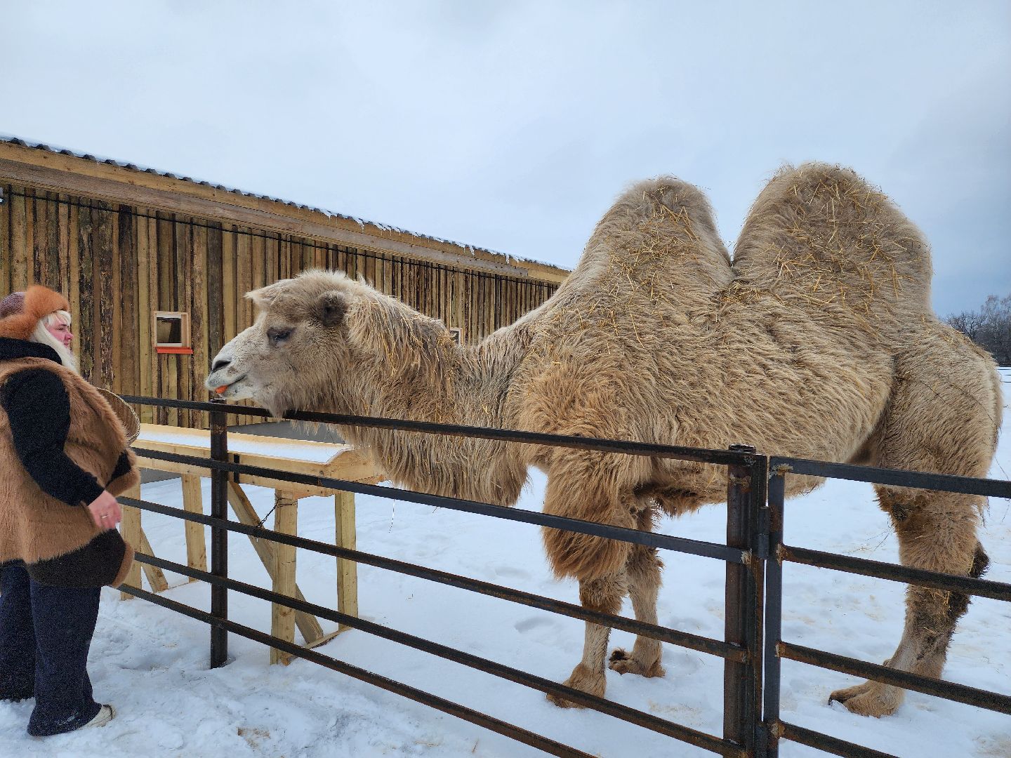 серпухов, подмосковье, хутор спасский, мининвест, овцы, верблюды, агротуризм,минсельхоз, бараны,