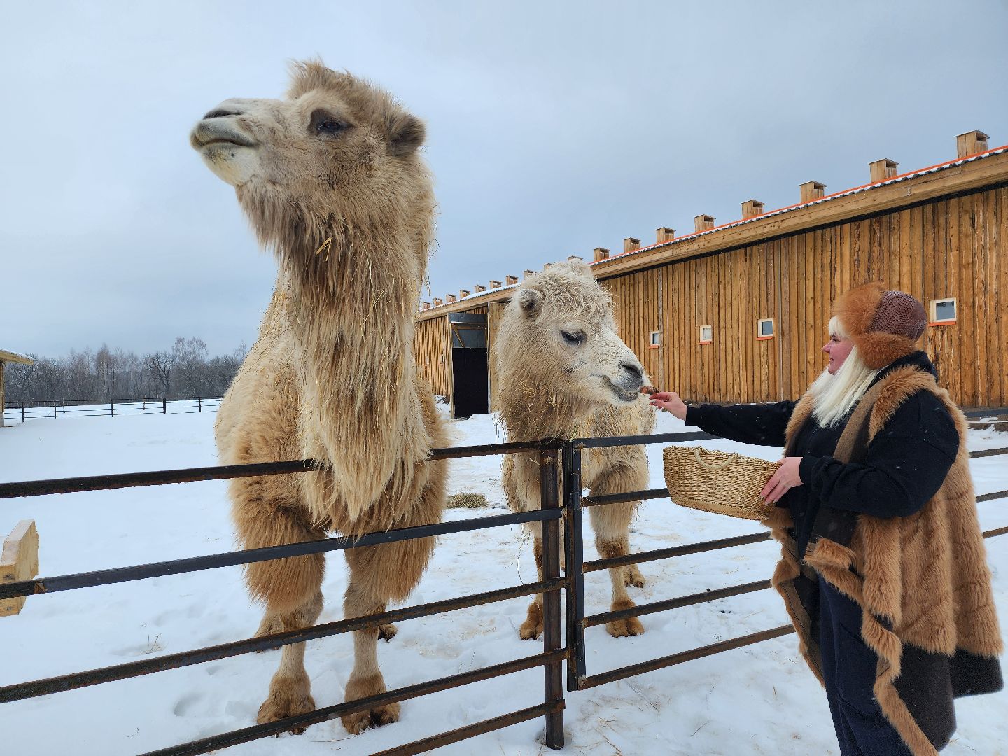 серпухов, подмосковье, хутор спасский, мининвест, овцы, верблюды, агротуризм,минсельхоз, бараны,