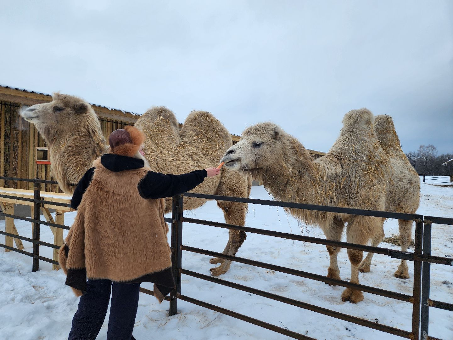 серпухов, подмосковье, хутор спасский, мининвест, овцы, верблюды, агротуризм,минсельхоз, бараны,