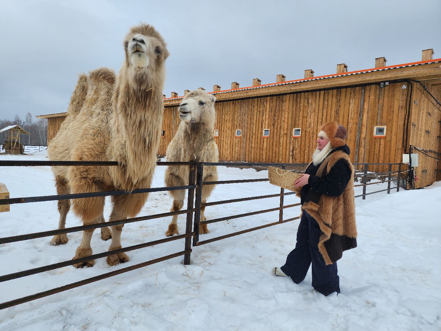 серпухов, подмосковье, хутор спасский, мининвест, овцы, верблюды, агротуризм,минсельхоз, бараны,