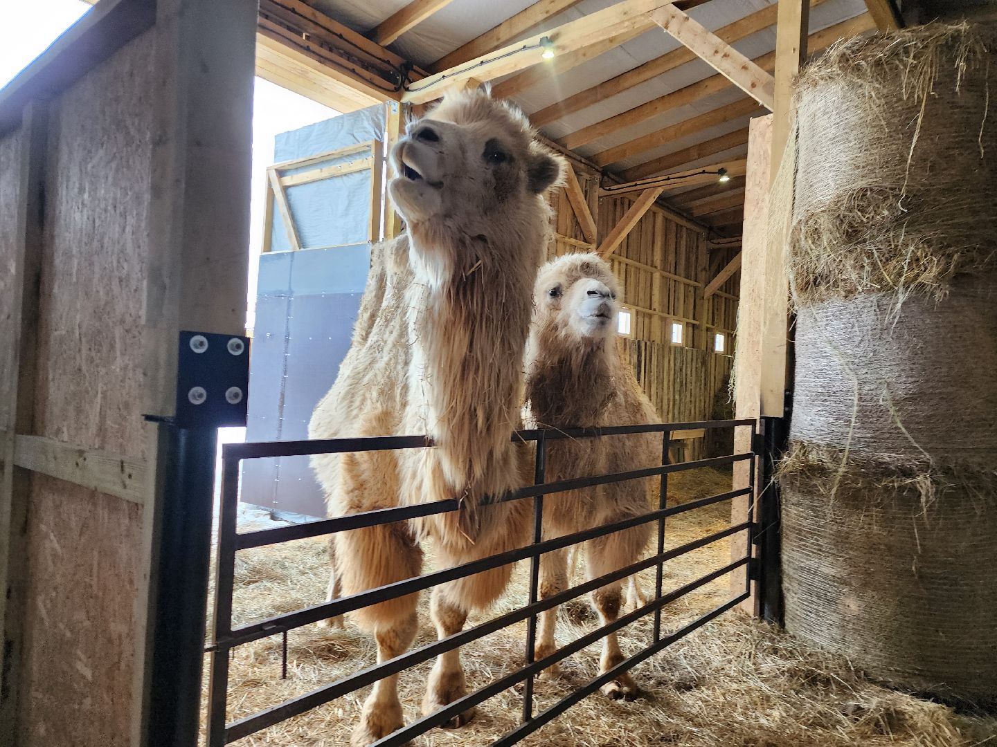 серпухов, подмосковье, хутор спасский, мининвест, овцы, верблюды, агротуризм,минсельхоз, бараны,