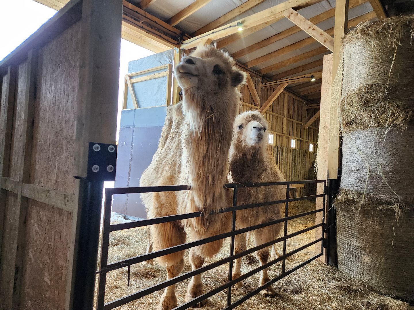 серпухов, подмосковье, хутор спасский, мининвест, овцы, верблюды, агротуризм,минсельхоз, бараны,