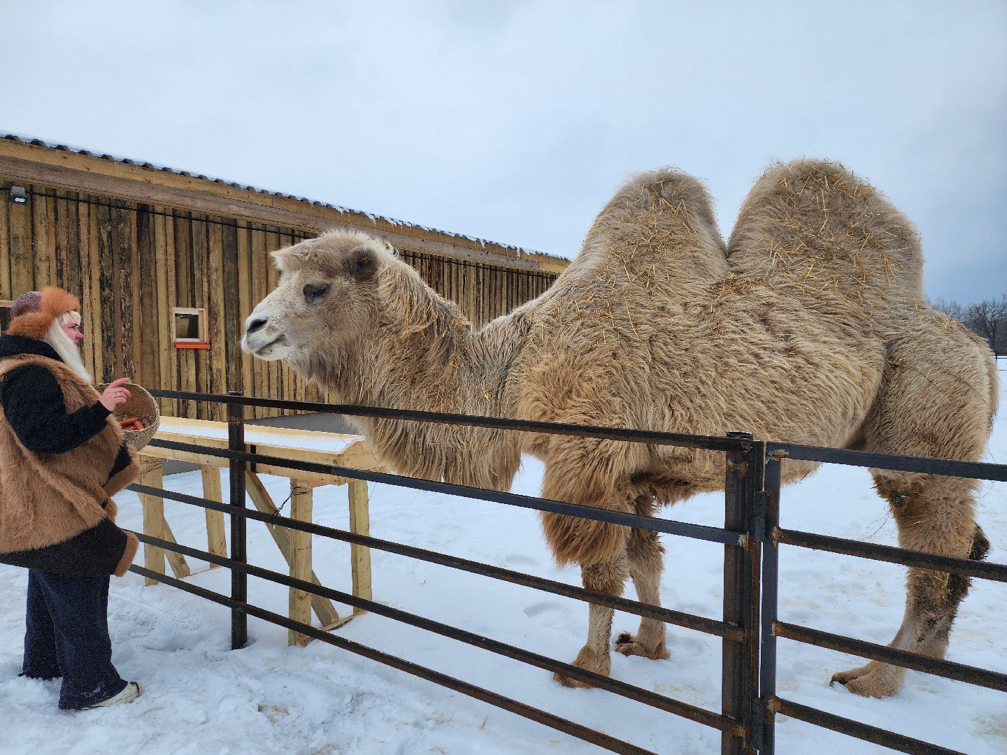 серпухов, подмосковье, хутор спасский, мининвест, овцы, верблюды, агротуризм,минсельхоз, бараны,