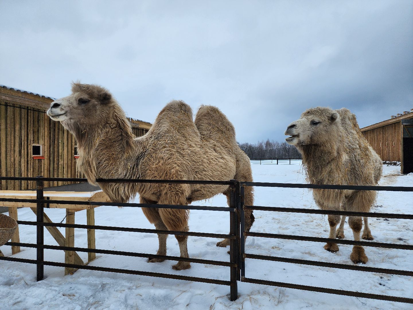 серпухов, подмосковье, хутор спасский, мининвест, овцы, верблюды, агротуризм,минсельхоз, бараны,