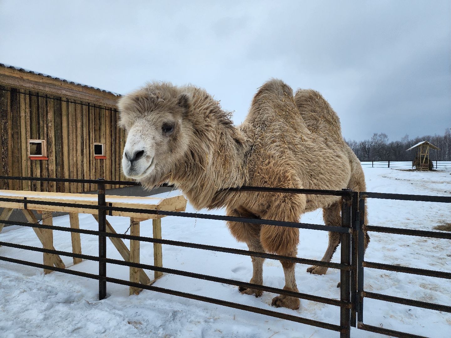 серпухов, подмосковье, хутор спасский, мининвест, овцы, верблюды, агротуризм,минсельхоз, бараны,