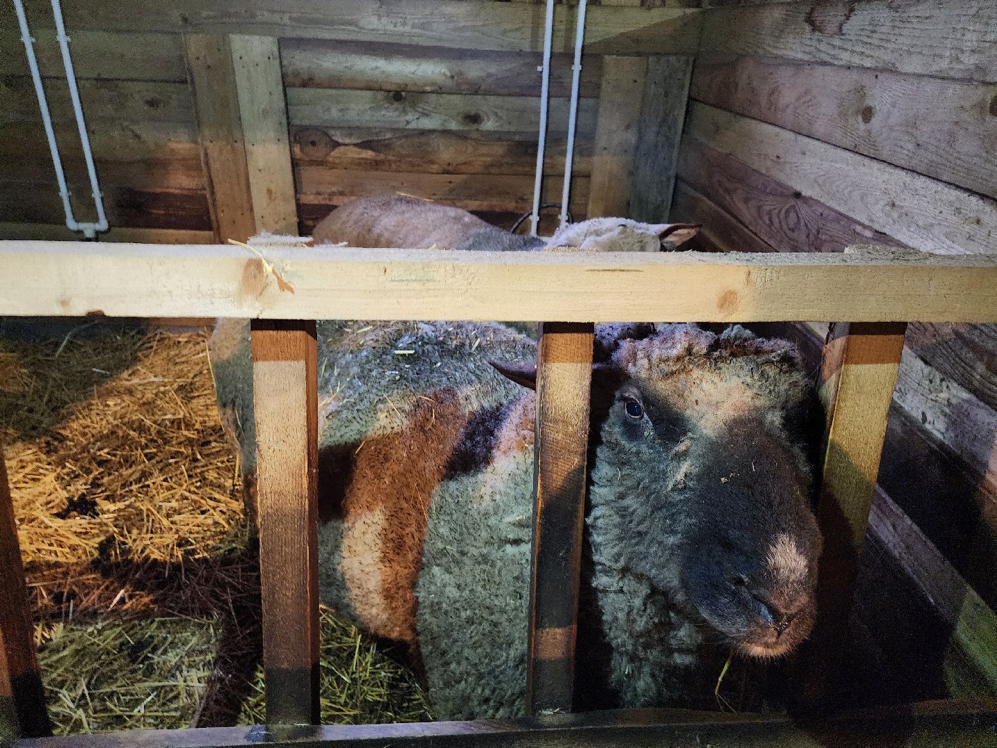 серпухов, подмосковье, хутор спасский, мининвест, овцы, верблюды, агротуризм,минсельхоз, бараны,