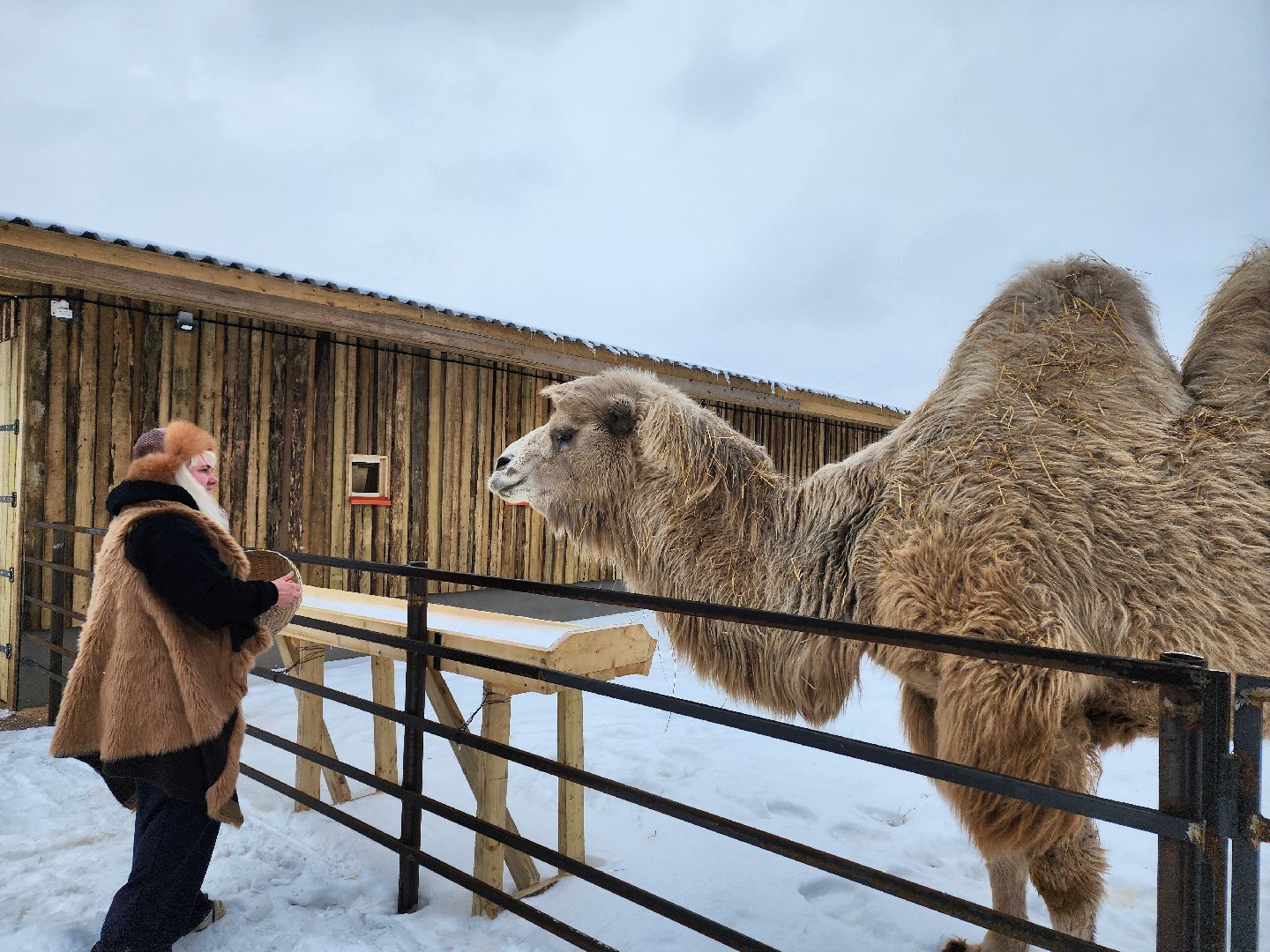 серпухов, подмосковье, хутор спасский, мининвест, овцы, верблюды, агротуризм,минсельхоз, бараны,
