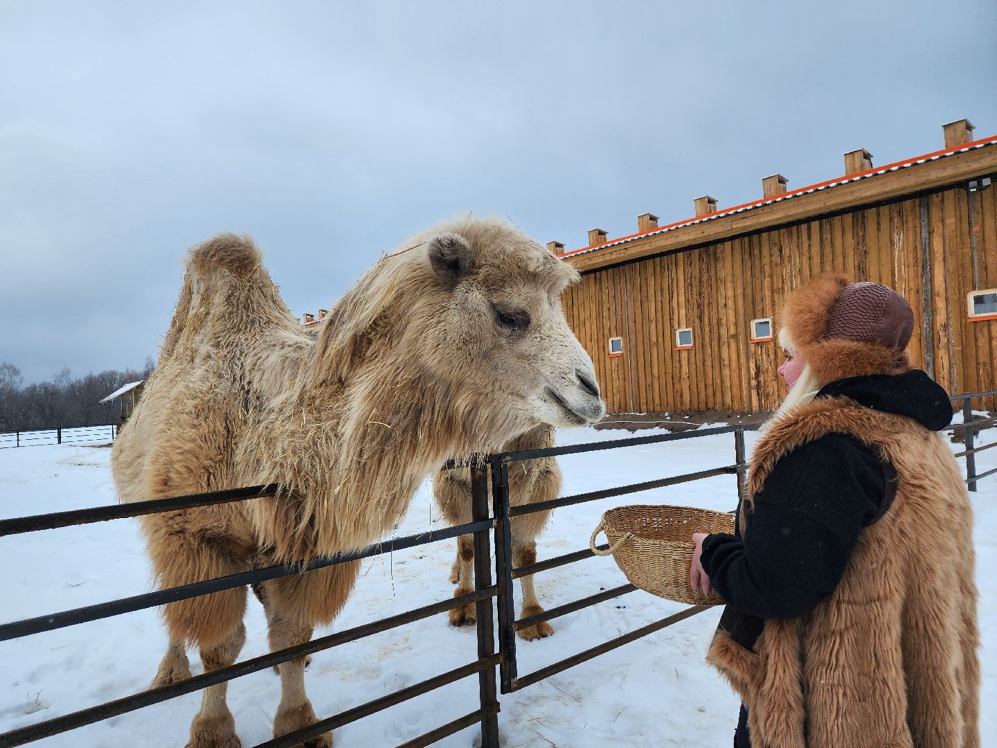 серпухов, подмосковье, хутор спасский, мининвест, овцы, верблюды, агротуризм,минсельхоз, бараны,