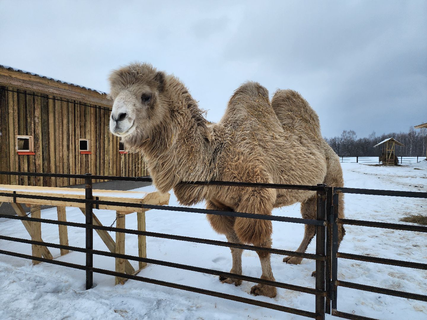 серпухов, подмосковье, хутор спасский, мининвест, овцы, верблюды, агротуризм,минсельхоз, бараны,