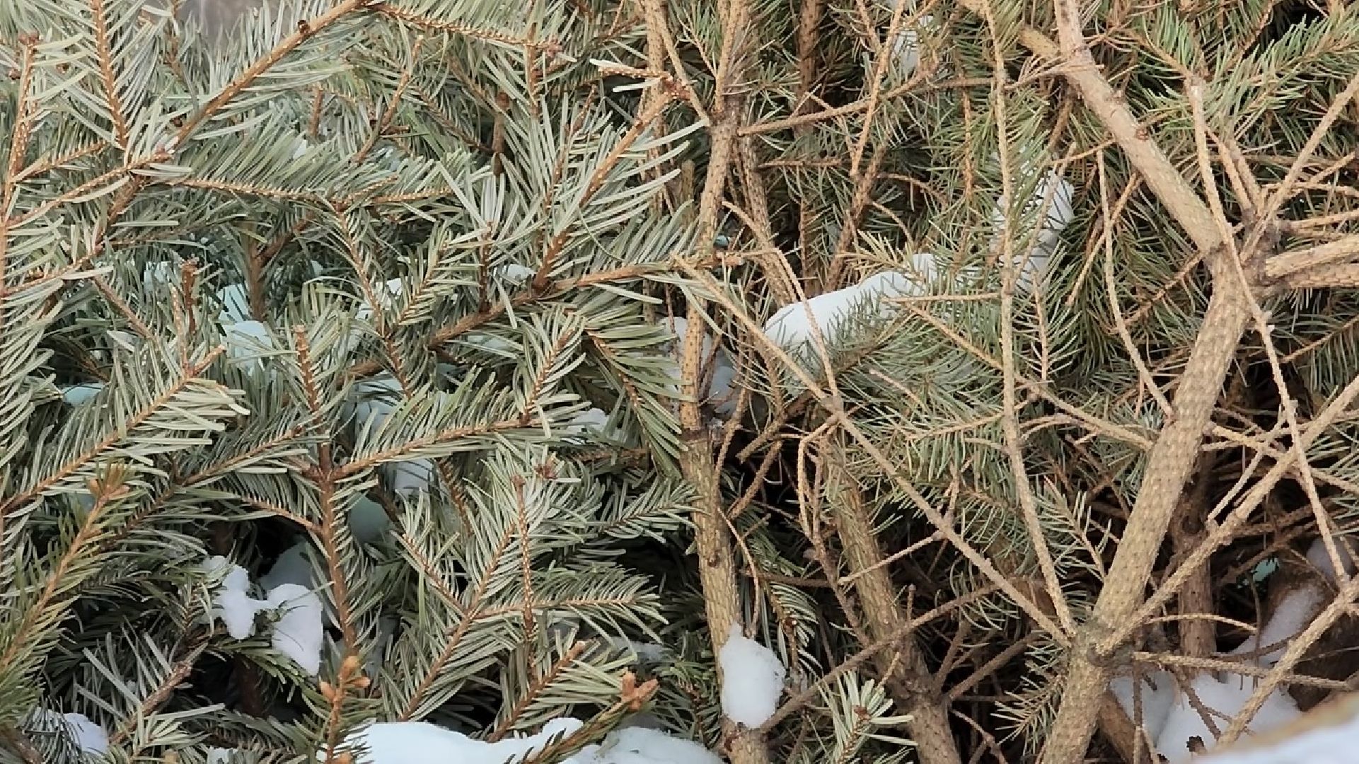 химки, экология, мегабак, переработка, ёлка, подари своей елке вторую жизнь,