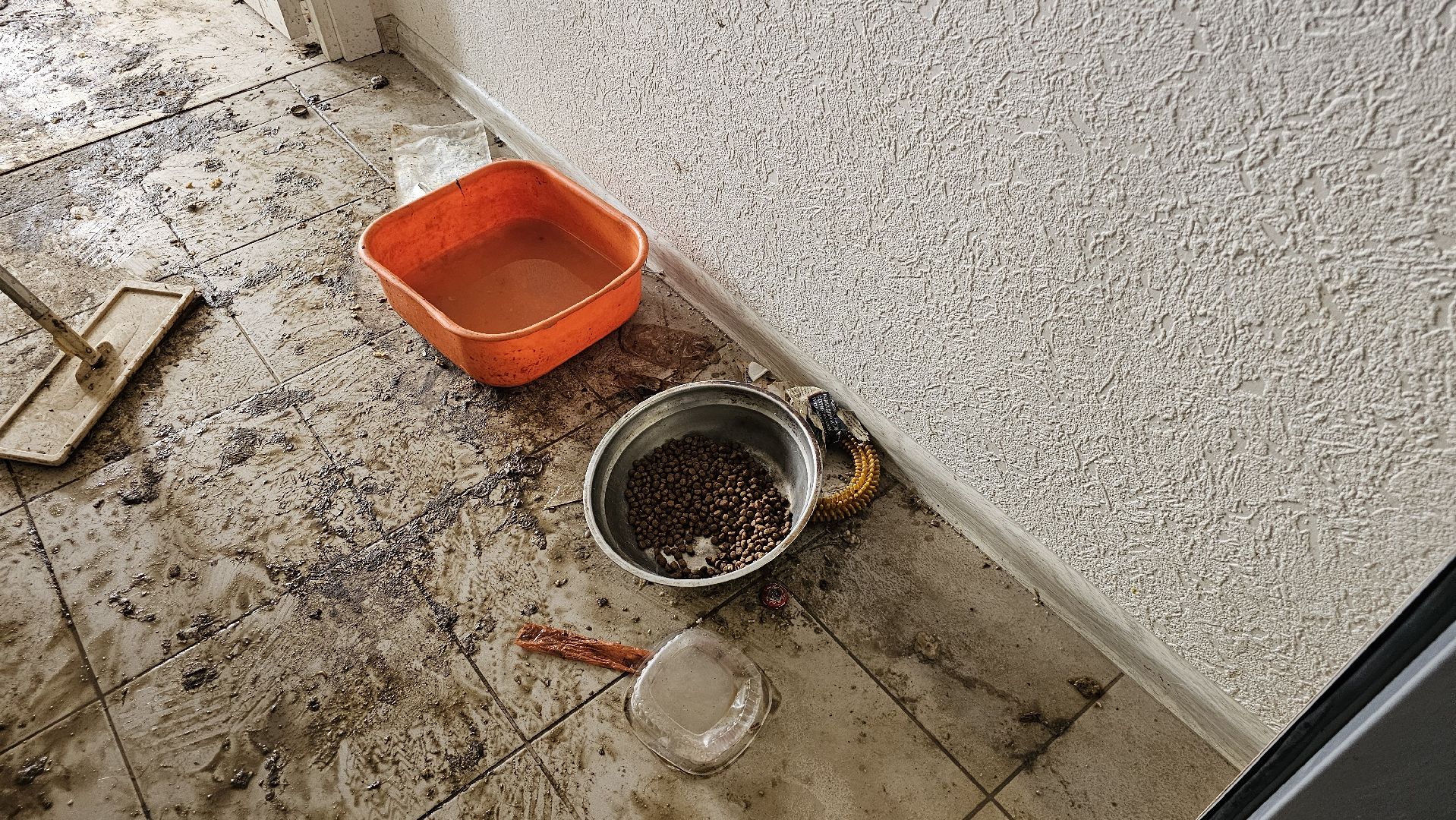 спасение собаки, волонтеры,