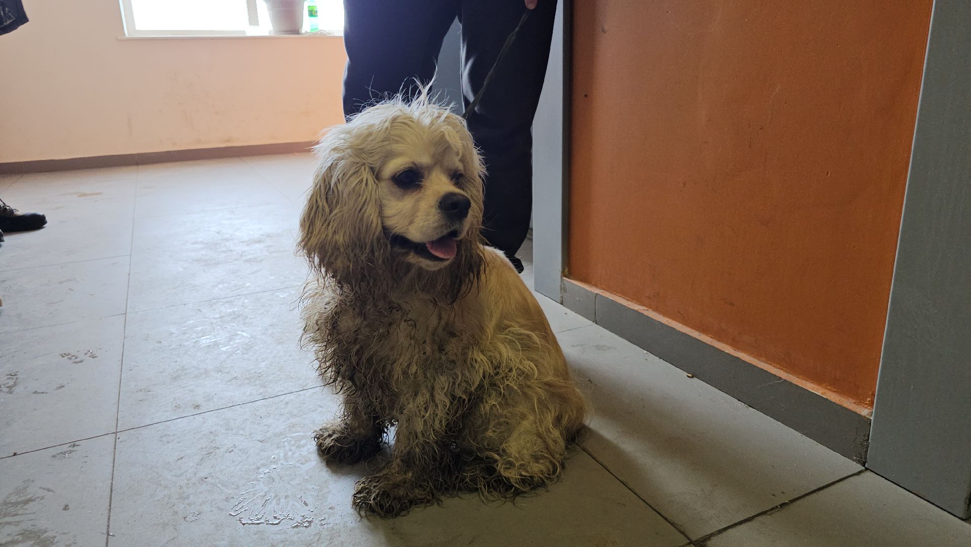 спасение собаки, волонтеры,