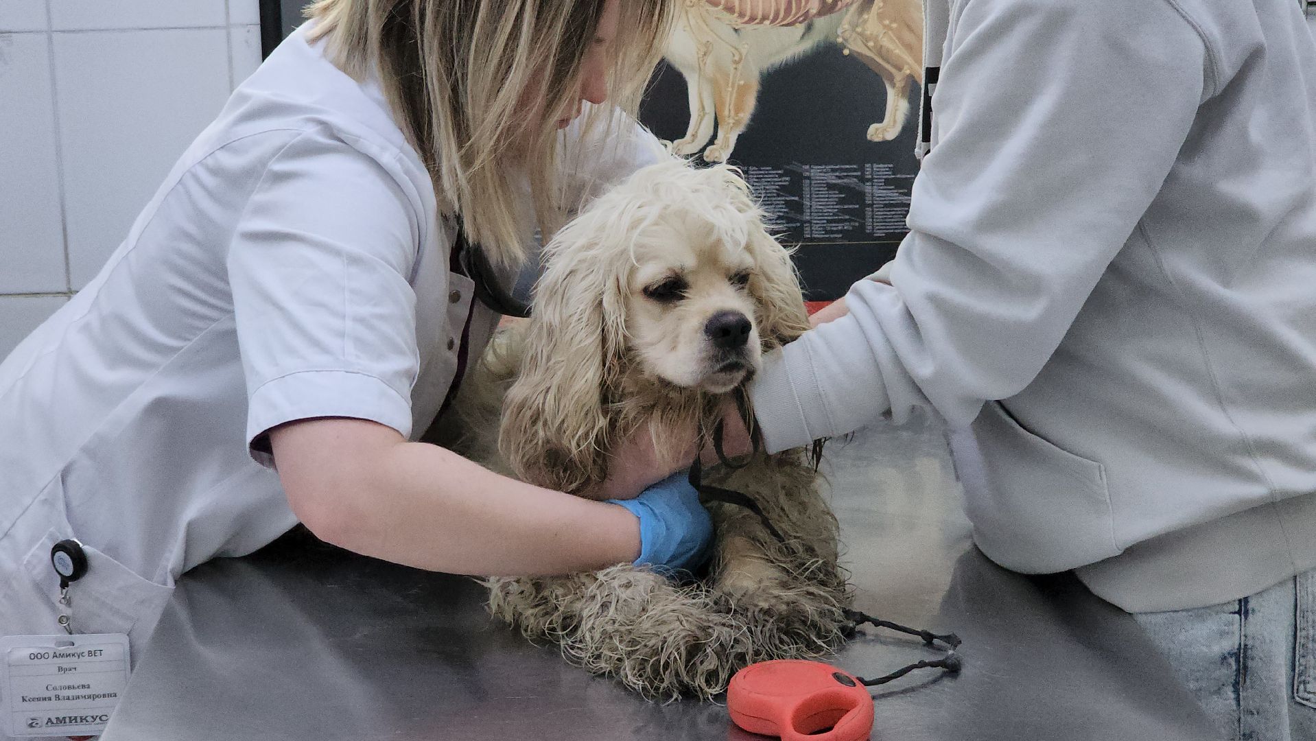 спасение собаки, волонтеры,