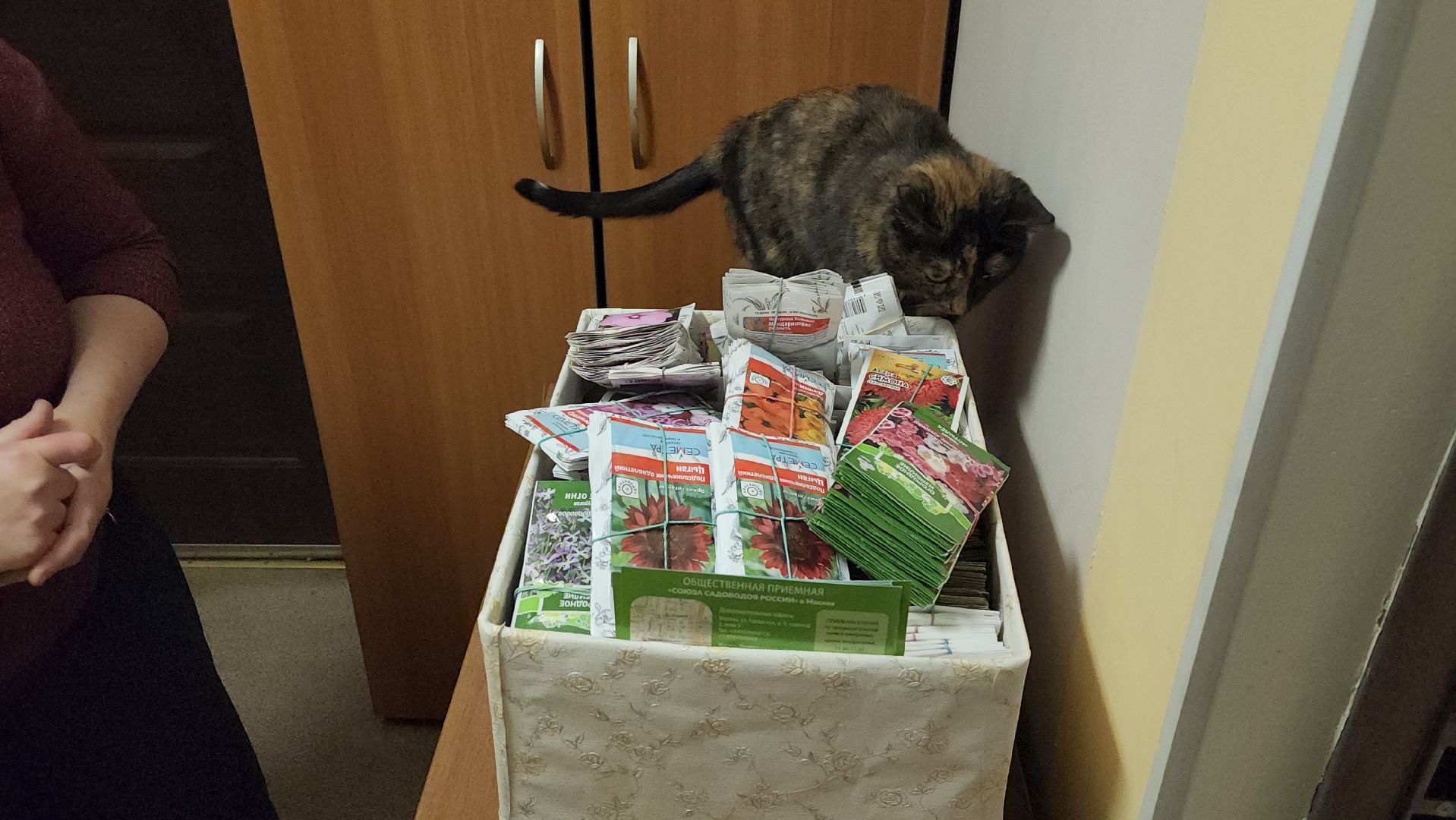 Город-сад, движение, волонтеры, Поиск, Гавриш, Пушкарва, семена, раздача, бесплатно,