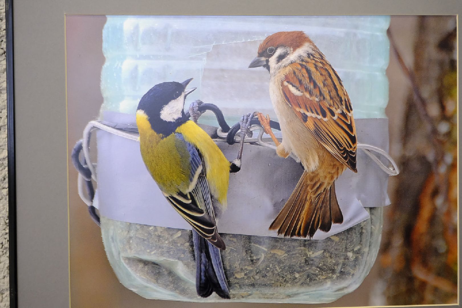 пущино, фотографы, фото, фотовыставка, птица, птицы, птицы подмосковья, подмосковье,