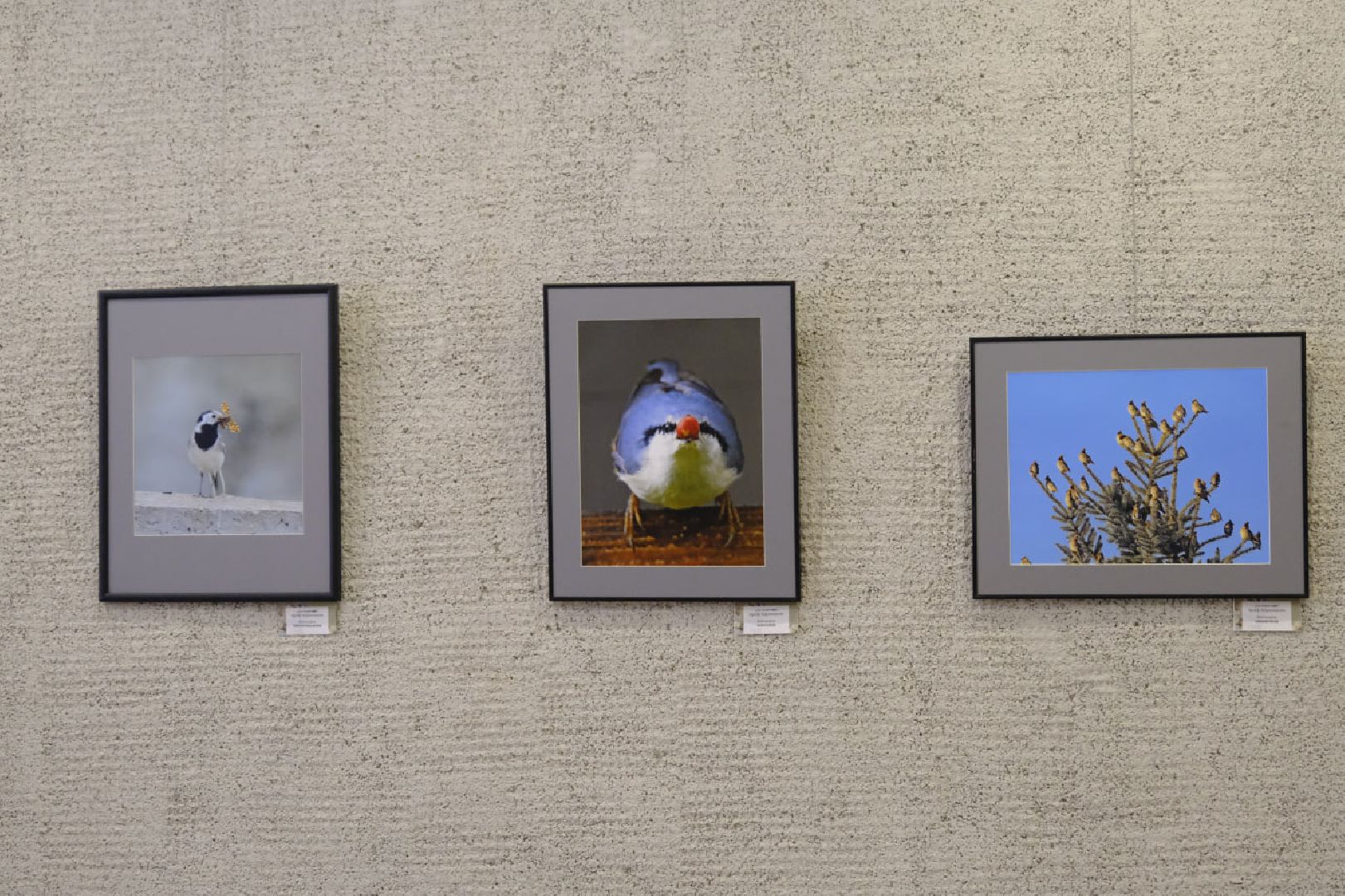 пущино, фотографы, фото, фотовыставка, птица, птицы, птицы подмосковья, подмосковье,