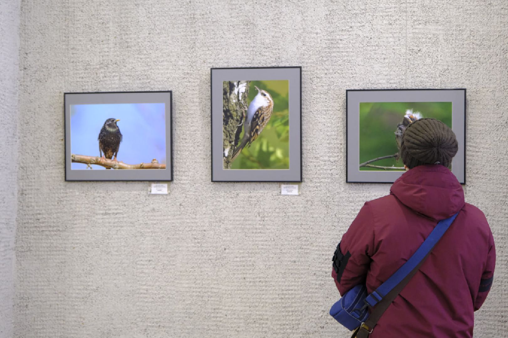 пущино, фотографы, фото, фотовыставка, птица, птицы, птицы подмосковья, подмосковье,